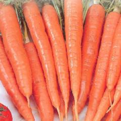 Carrot Carrot Tenderlong Imperator - McKenzie Seeds – Wildwood