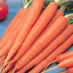 Carrot Tendersweet Long Hybrid - McKenzie Seeds