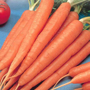 Carrot Tendersweet - McKenzie Seeds