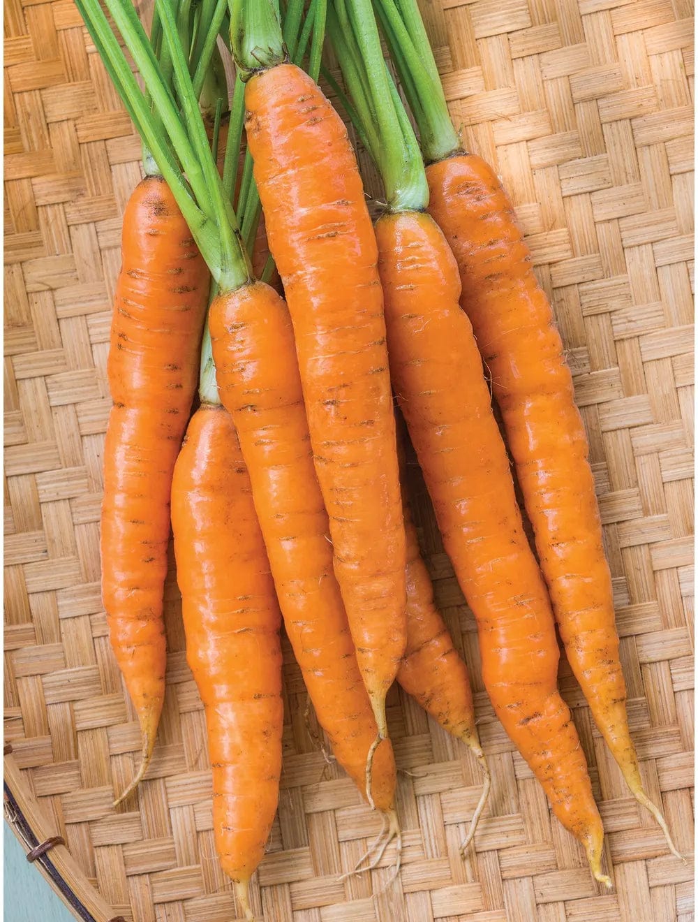 Carrot Touchon - Burpee Seeds