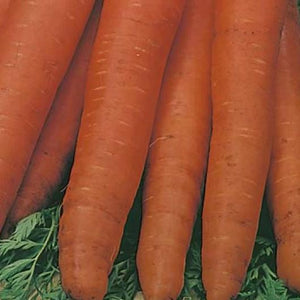 Carrot Touchon - Mr. Fothergill's Seeds