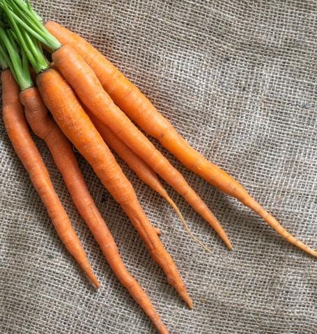Carrot Viper - West Coast Seeds