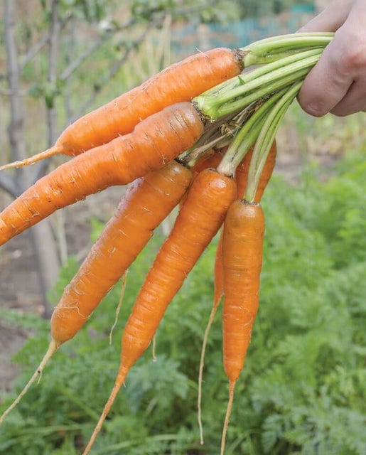 Carrot Volcano - West Coast Seeds