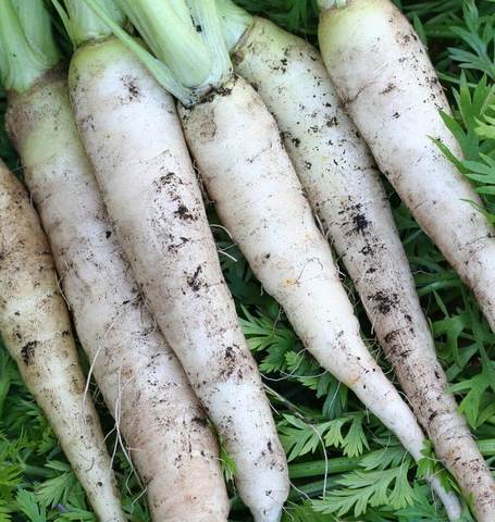 Carrot White Satin - West Coast Seeds