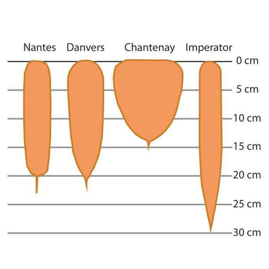 Carrot Shapes