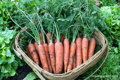 Organic Carrot Romance - Renee's Garden