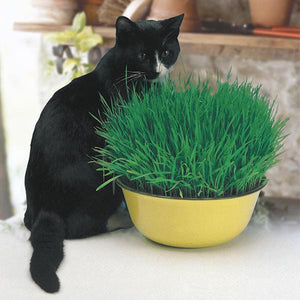 Catgrass Avena Sativa - Mr. Fothergill's Seeds