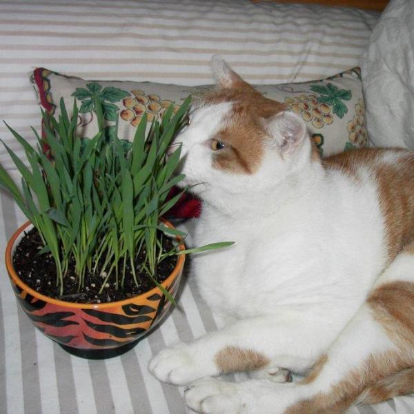 Cat Treats Organic Bonus Pack- Renee's Garden Seeds