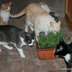 Cat Treats Organic Bonus Pack- Renee's Garden Seeds