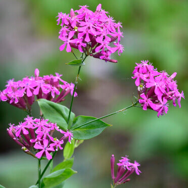 Wildflower Catchfly - Ontario Seed Company