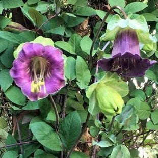 Cathedral Bells Flowering Vine Heirloom