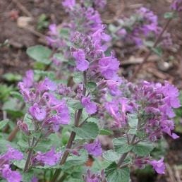 Catmint - Renee's Garden Seeds