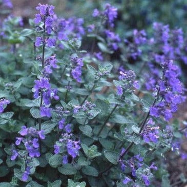 Catmint - Renee's Garden Seeds