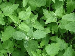 Catnip - Cornucopia Seeds