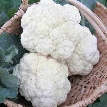 Cauliflower Amazing - Renee's Garden Seeds