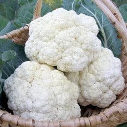 Cauliflower Amazing - Renee's Garden Seeds