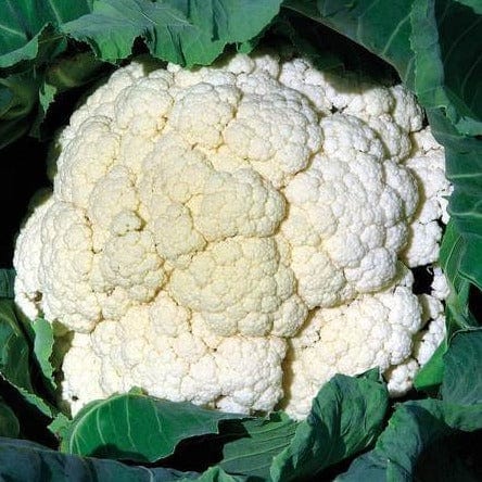 Cauliflower Amazing - West Coast Seeds