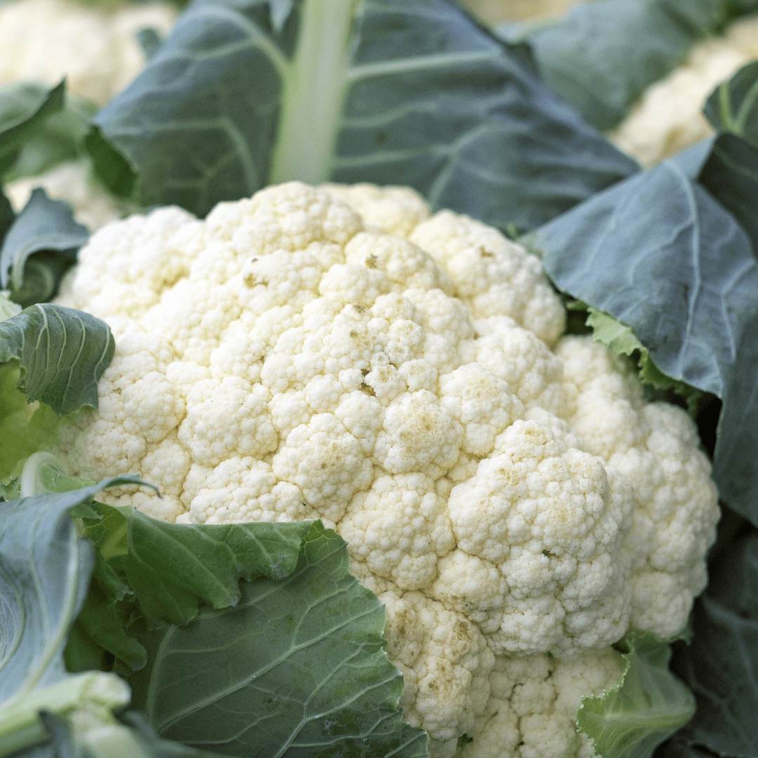 Cauliflower Galleon - Salt Spring Seeds