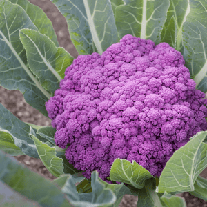 Cauliflower Purple Cape - Salt Spring Seeds