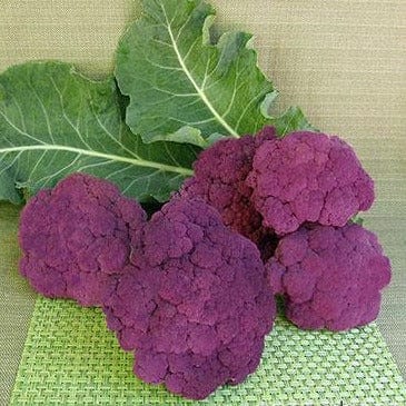 Cauliflower Purple Crush - Renee's Garden Seeds