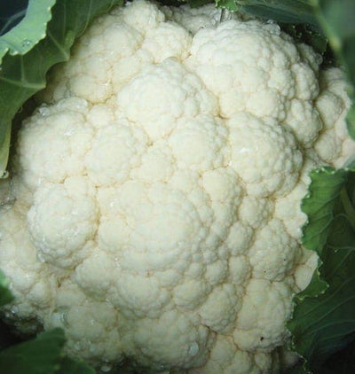 Cauliflower Shasta - West Coast Seeds