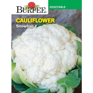 Cauliflower Snowball Y - Burpee Seeds