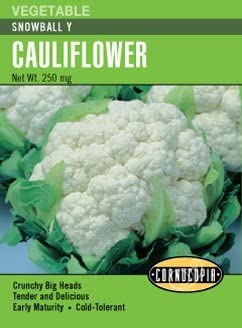 Cauliflower Snowball Y - Cornucopia Seeds