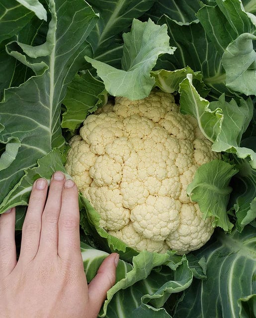 Cauliflower Walcheren Winter - West Coast Seeds