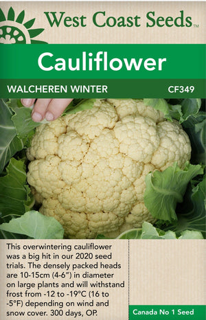 Cauliflower Walcheren Winter - West Coast Seeds
