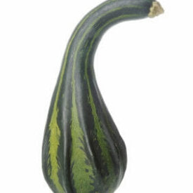 Gourd Caveman's Club - Ontario Seed Company