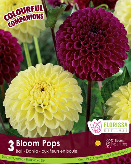 Dahlias - Bloom Pops, Colourful Companions, 3 Pack