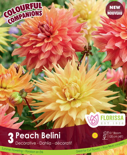 Dahlia - Peach Bellini, Colourful Companions, 3 Pack