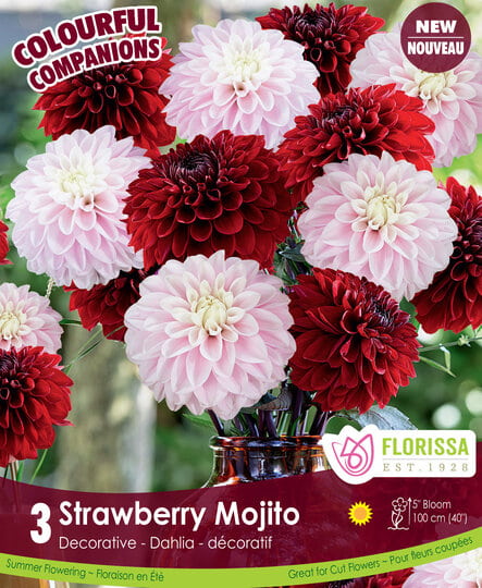 Dahlia - Strawberry Mojito, Colourful Companions, 3 Pack