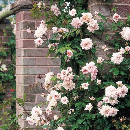 Cécile Brünner - Weeks Rose