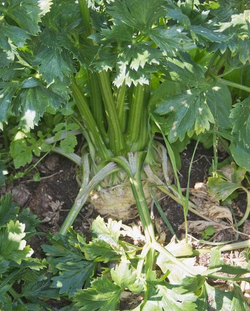 Celeriac Brilliant - West Coast Seeds