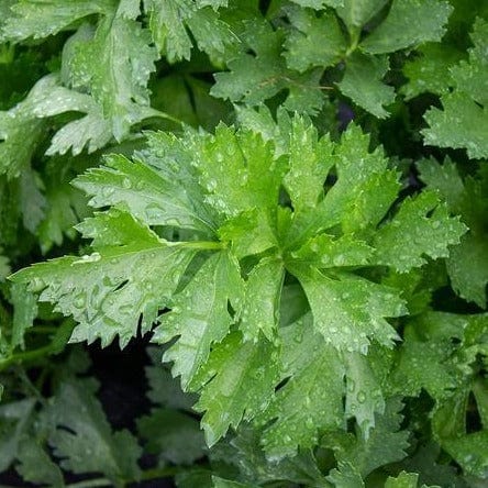 Celery Amsterdam Cutting - West Coast Seeds