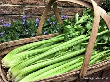 Celery Merlin - Renee's Garden Seeds