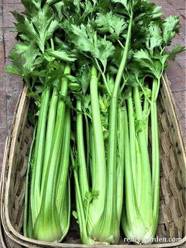 Celery Merlin - Renee's Garden Seeds