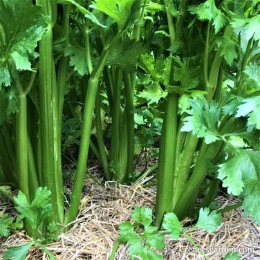 Celery Merlin - Renee's Garden Seeds
