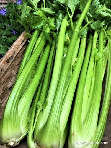 Celery Merlin - Renee's Garden Seeds