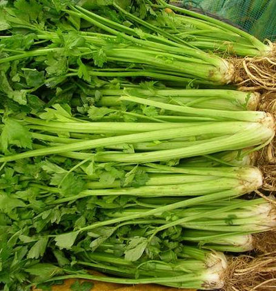 Celery Tall Utah 52-70 - West Coast Seeds