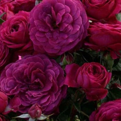 Purple Pink Celestial Night - Weeks Rose