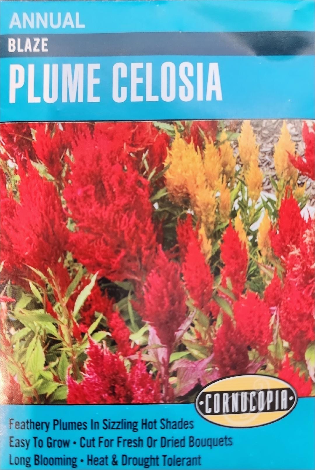 Celosia Blaze Plume - Cornucopia Seeds