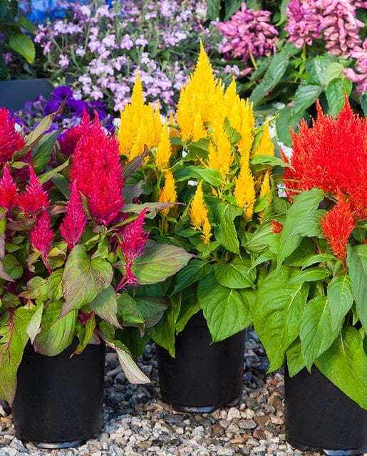 Celosia Bright Sparks Formula - West Coast Seeds