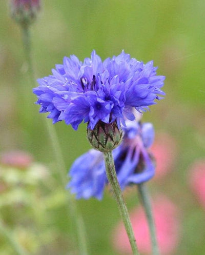 Centaurea Blue Boy - West Coast Seeds