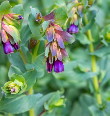 Cerinthe Honeywort - West Coast Seeds
