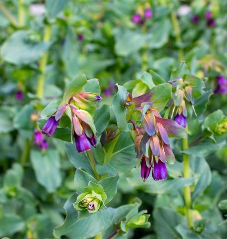 Cerinthe Honeywort - West Coast Seeds