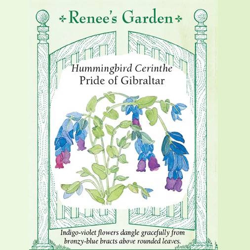 Cerinthe Pride of Gibraltar - Renee's Garden Seeds