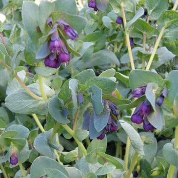 Cerinthe Pride of Gibraltar - Renee's Garden Seeds