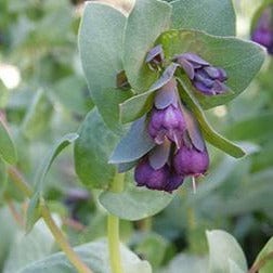 Cerinthe Pride of Gibraltar - Renee's Garden Seeds